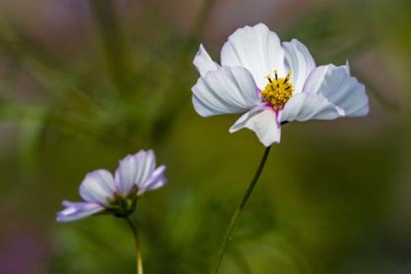 壬子日女命桃花解析：如何识别命中的桃花缘分？