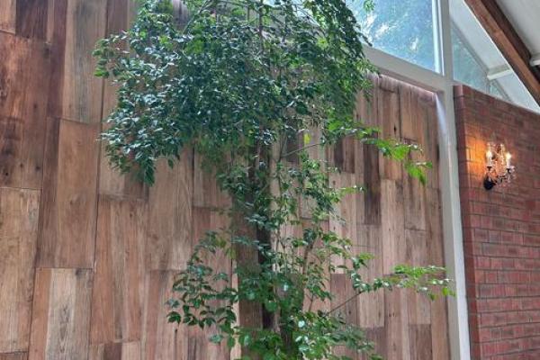 适合木命人的院子种植推荐：绿意盎然的植物选择
