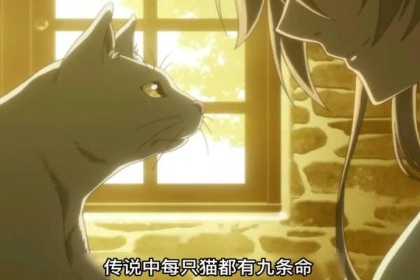 猫的九条命：传说背后的秘密与魅力探索