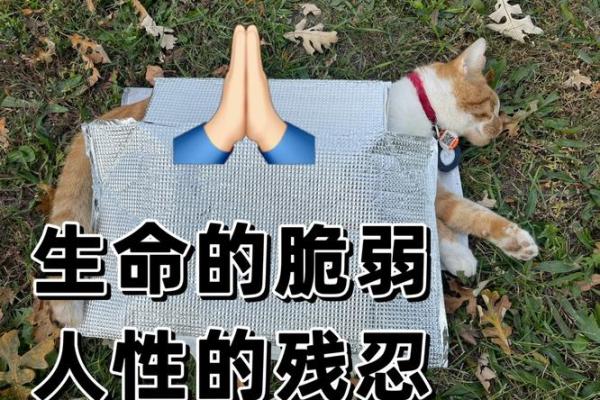 探索“命不久矣”的哲学：生命的脆弱与坚韧