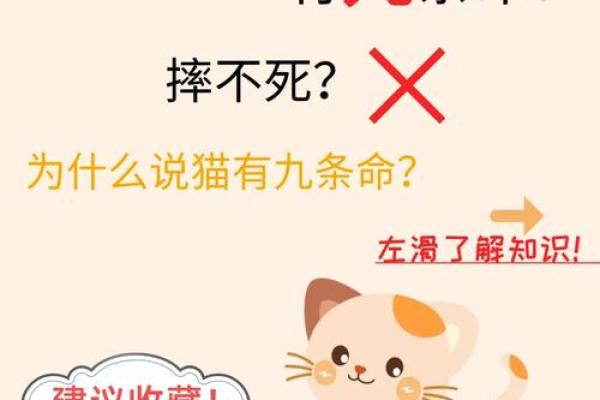 猫为什么有九条命，狗却没有？揭秘猫的传奇与生存技能！