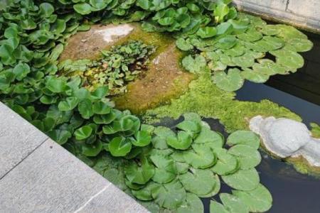 适合木命人的院子种植推荐：绿意盎然的植物选择