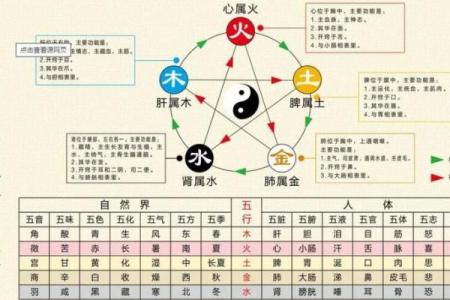 女老鼠的命理解析：五行相生，运势解析与人生启示