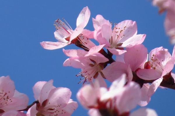 立春洛神：象征春天的美丽与希望之灵