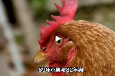 六九年出生的男鸡,五行命理解析与人生启示