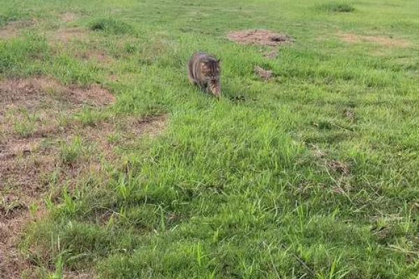猫多命的秘密：为何猫咪能屡屡死里逃生？
