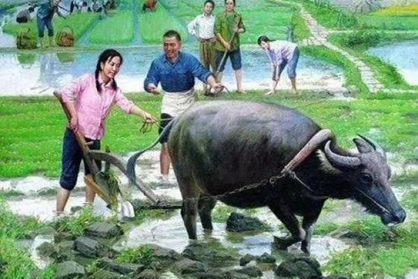 农村女人生四个娃的命运探索：幸福与挑战并存的生活