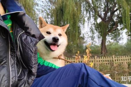 炉中火命女性适合养什么宠物?探索完美伴侣!