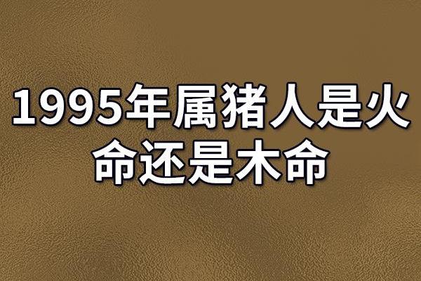 属猪的人五行喜好及相应的生活方式探讨