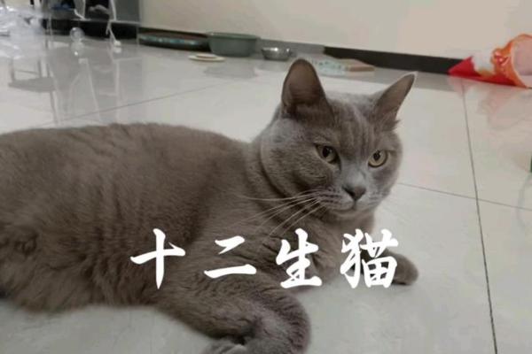 猫有九条命与十二生肖的微妙关联
