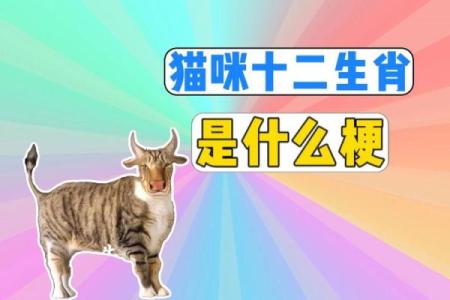 猫有九条命与十二生肖的微妙关联