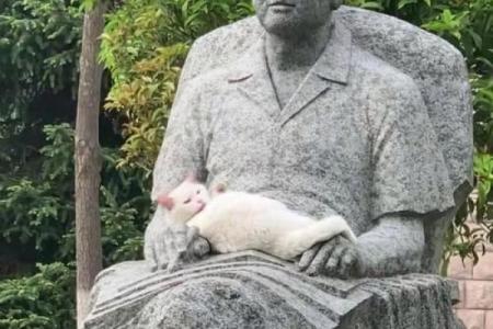 流浪猫的命运：在城市角落中的孤独与坚韧