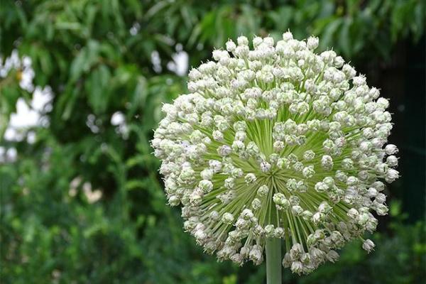 韭菜花命：微小却坚韧的人生哲学
