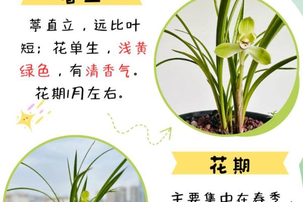 兰花命与五行搭配，寻找最契合的命格之旅