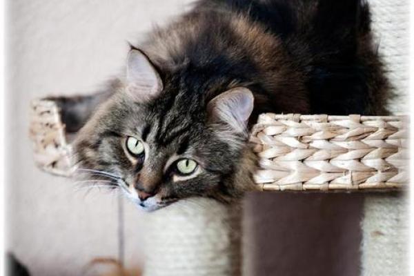 猫咪传说：揭秘“九条命”的奥秘与疯狂冒险！