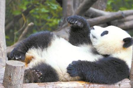 狂野续命:自然界中的神秘动物与其生存智慧