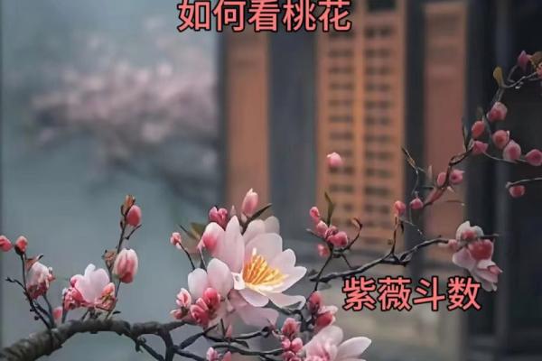 男命正财坐桃花：揭示命理中的财富与感情奇妙关系