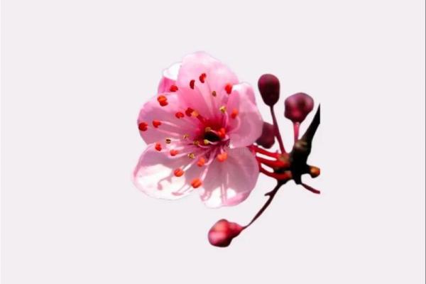 命理中的桃花：解密桃花运与爱情的神秘力量