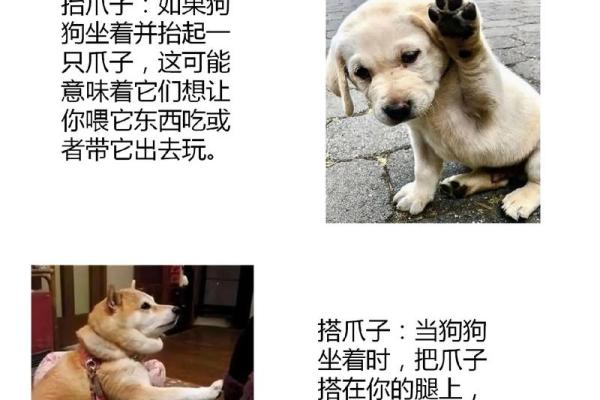 救狗一命，胜造七级浮屠：那些温暖人心的故事