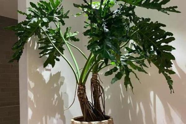 适合炉中火命的绿植推荐，助你提升运势与生活品质