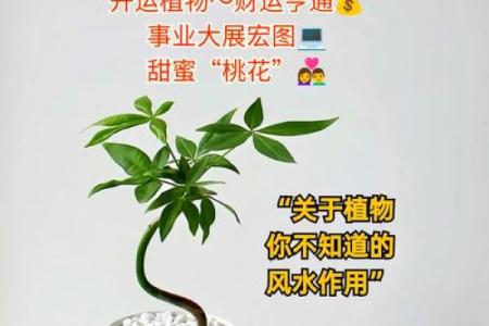 炉中火命人如何选择植物,助旺财运与提升生活品质