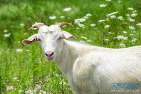 九一年的羊：命理揭秘与性格分析