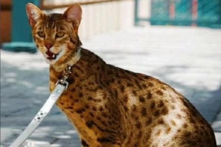 猫的神秘与魅力:为何它们似乎拥有九条命?