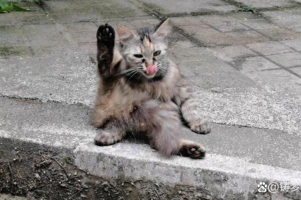 猫狗的生命意义：我们如何理解它们的命运与陪伴