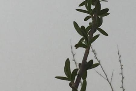 命里桃红与绿意,解读命理中的爱情与生机之象