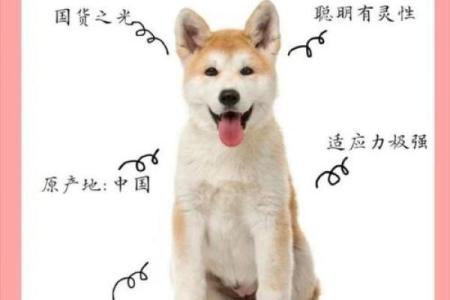 路旁土男命的宠物选择:适合你的灵魂伴侣!