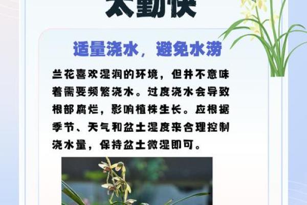 兰花命：揭示性格与运势的迷人特征