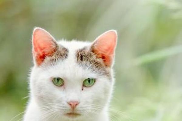 九条命的猫：神秘而迷人的猫咪世界