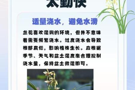 兰花命：揭示性格与运势的迷人特征