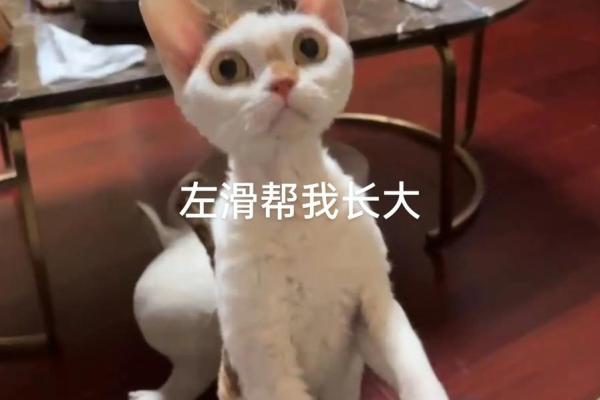 猫咪为什么被称为拥有九条命的神秘生物？