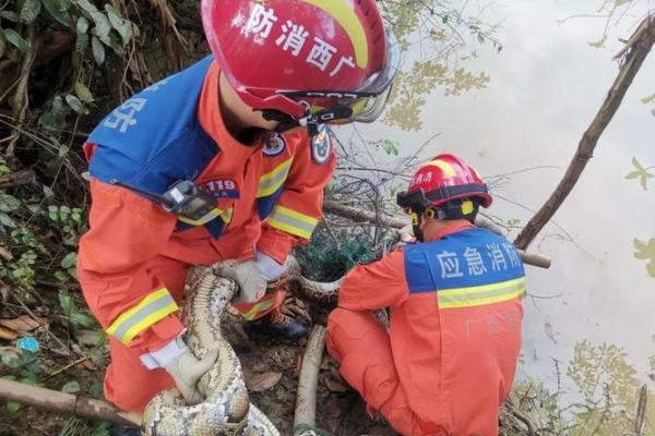 深入探索：凌晨四五点的蛇象征着什么命运？