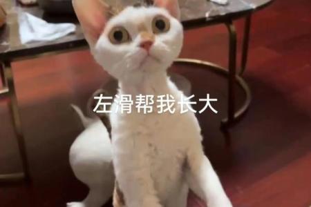 猫咪为什么被称为拥有九条命的神秘生物？