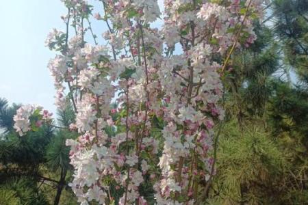 路边草:在平凡中绽放的生命之美