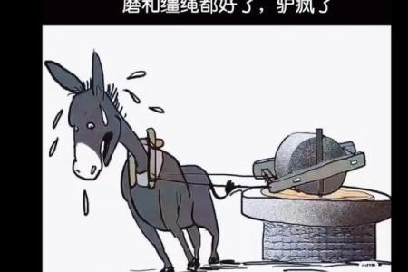 探究“驴命由驴否”的深层意思与人生启示