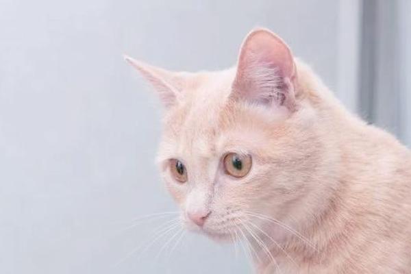 为什么猫有九条命？探秘猫咪的生存智慧与奇妙传说