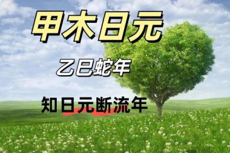 男命六月甲木:流转阳光下的命运之旅
