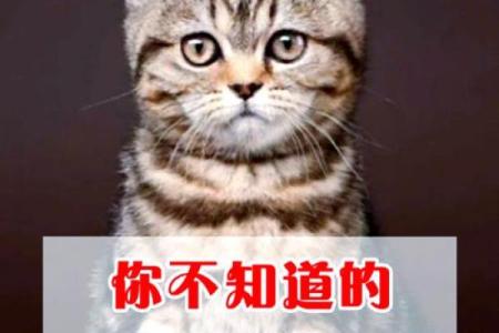 探秘猫咪的九条命：它们背后的传说与真相