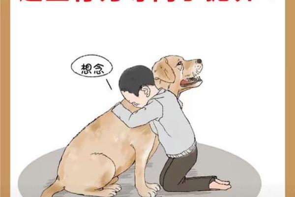 一只狗的奇迹：救下30多条生命的英雄故事