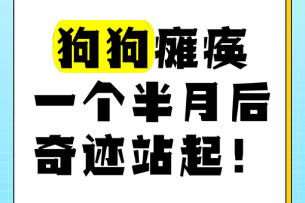一只狗的奇迹：救下30多条生命的英雄故事