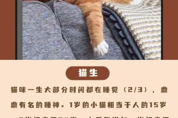 探秘“九条命的猫”：不可思议的生命传说与文化象征