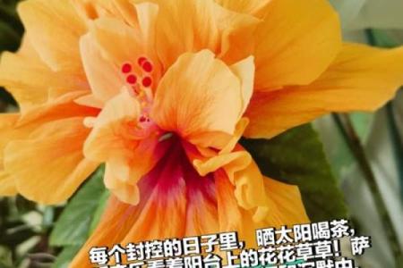 生命的可爱之处：在每个瞬间绽放的歌声与感动