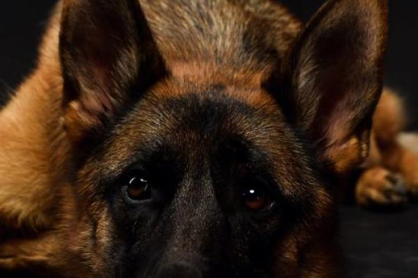 军犬的忠诚：为何它能在危难时刻拯救主人一命？