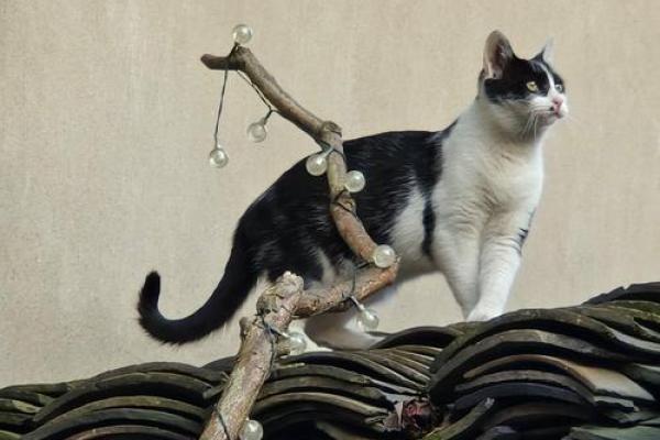 探索猫咪九条命背后的秘密与寓意