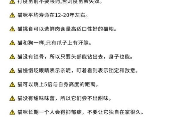探索猫咪九条命背后的秘密与寓意
