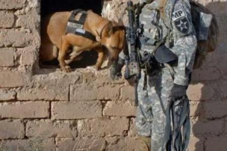军犬的忠诚:为何它能在危难时刻拯救主人一命?