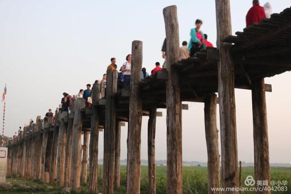 探秘林中木命：解读生命能量与内心成长之旅